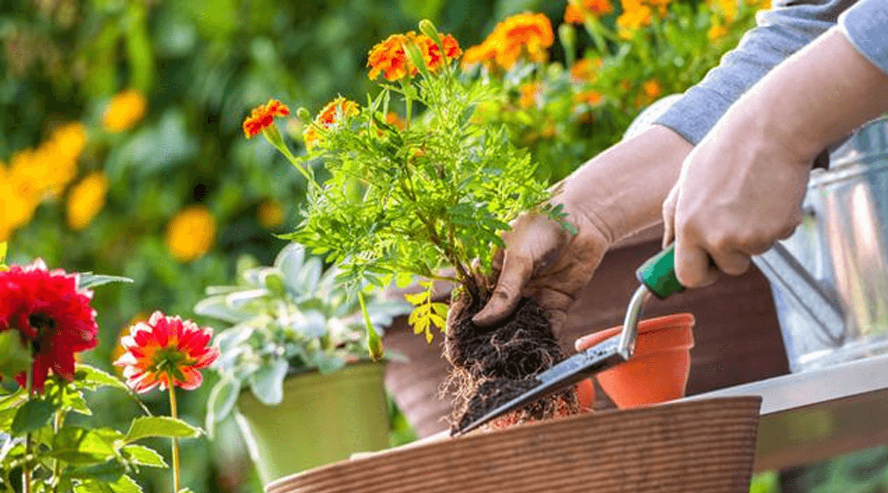 July Gardening Tips