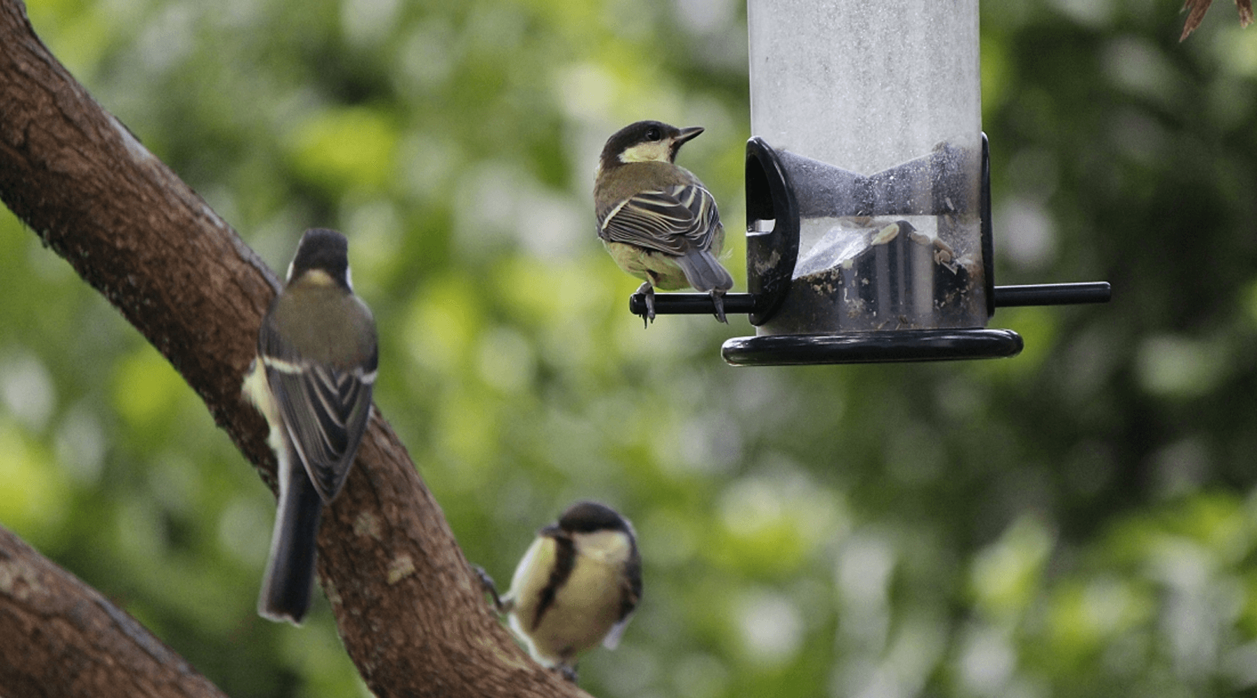 Tips for feeding the birds in your garden