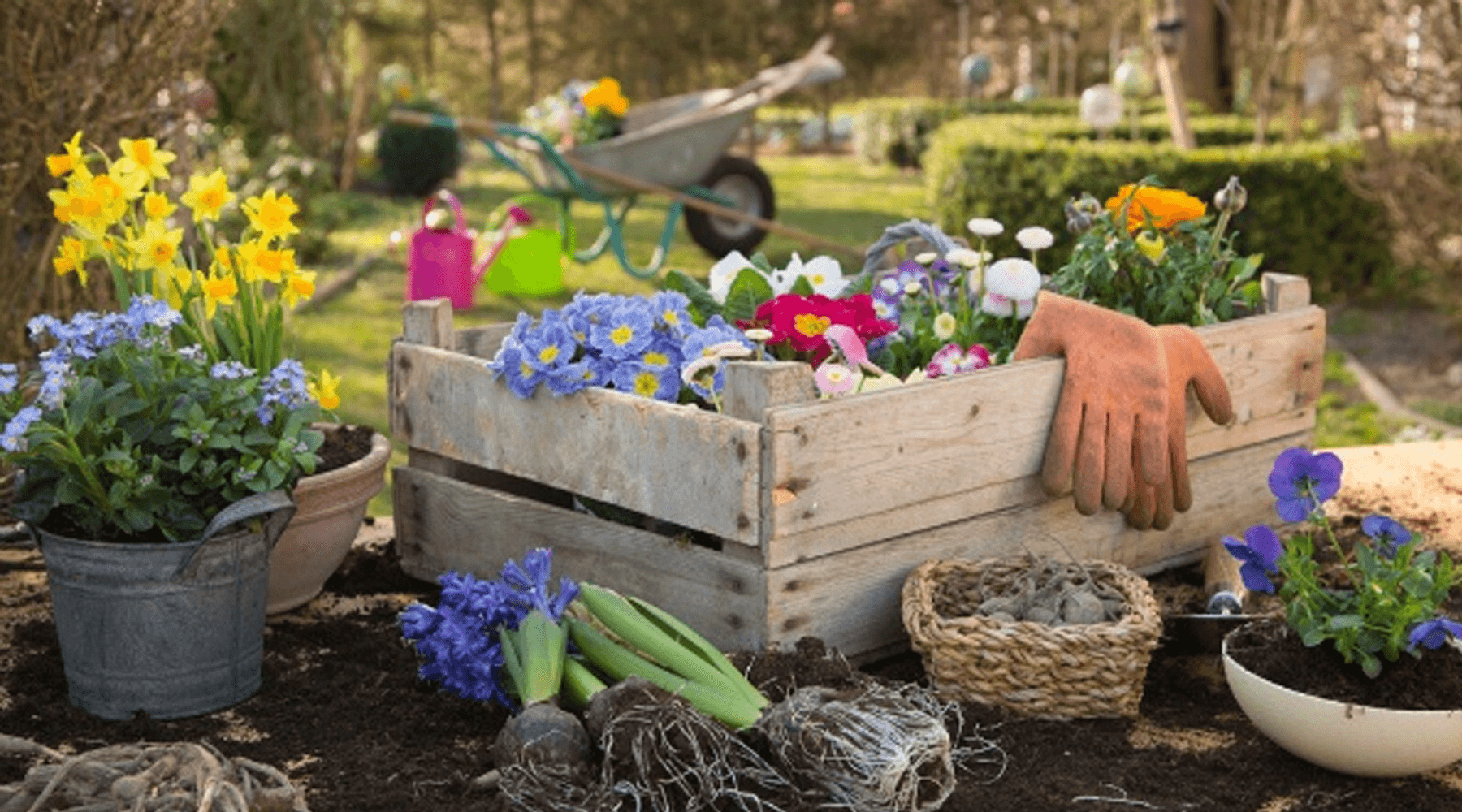 10 Top Summer Gardening Tips