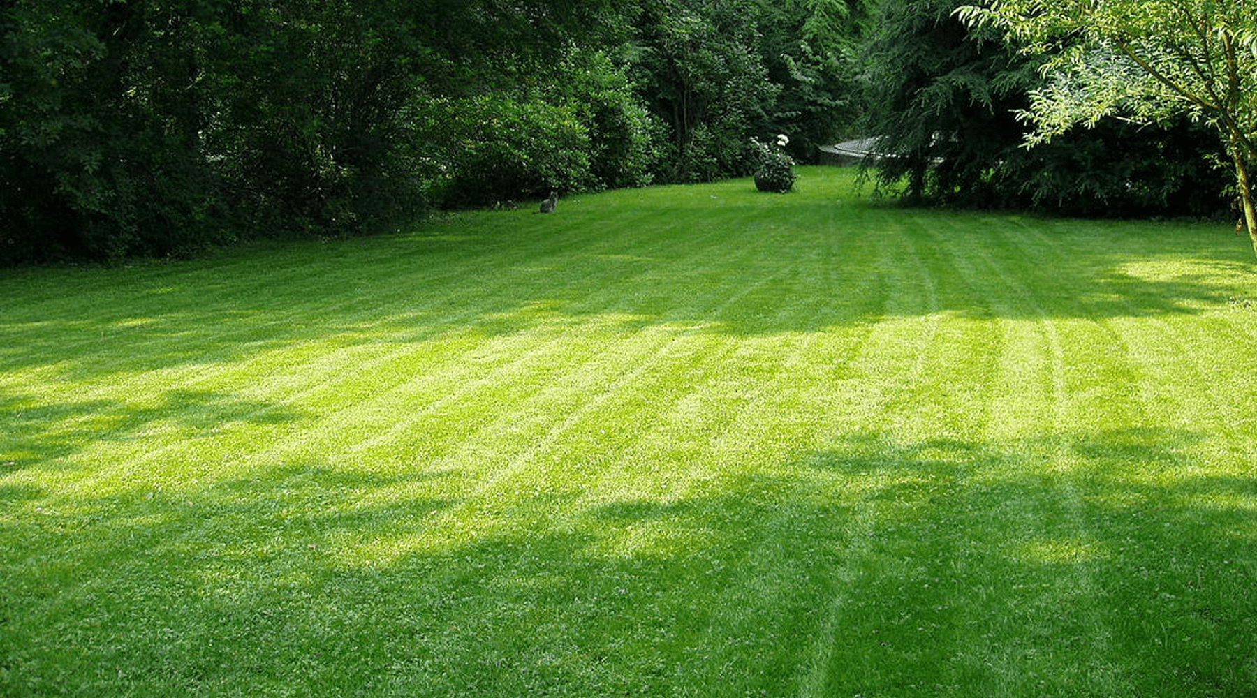 Caring for your lawn this Summer
