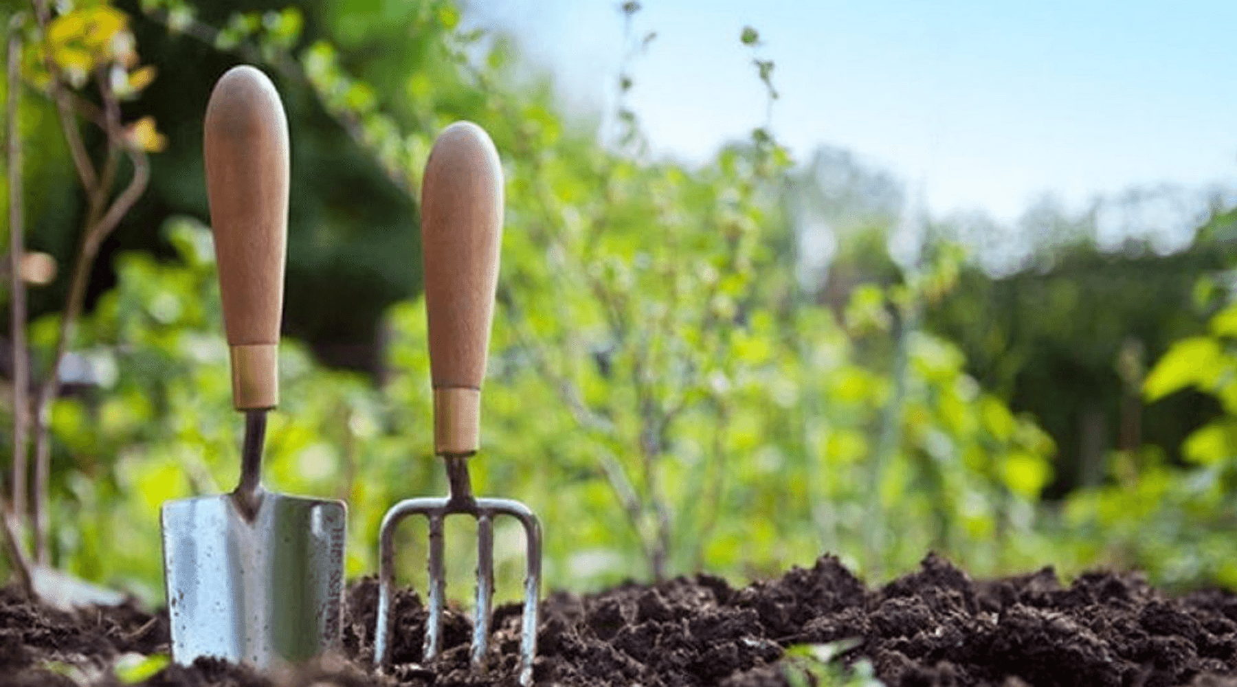Gardening Tips for February