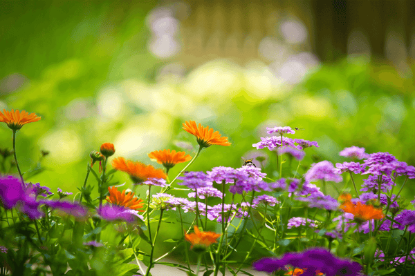 How to Prolong Your Gardens Flowers & Plants This Summer