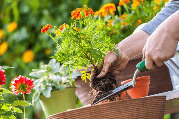 July Gardening Tips