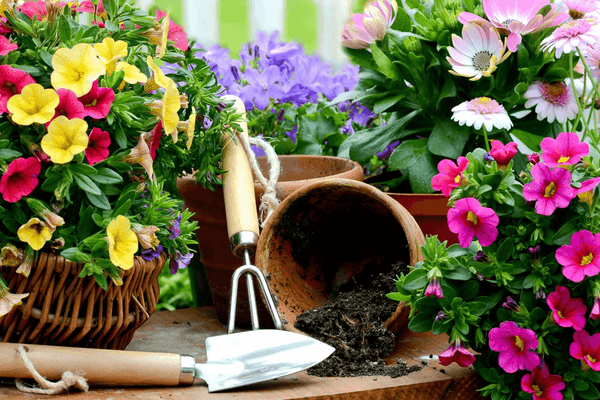 Simple Suggestions for your Garden in May