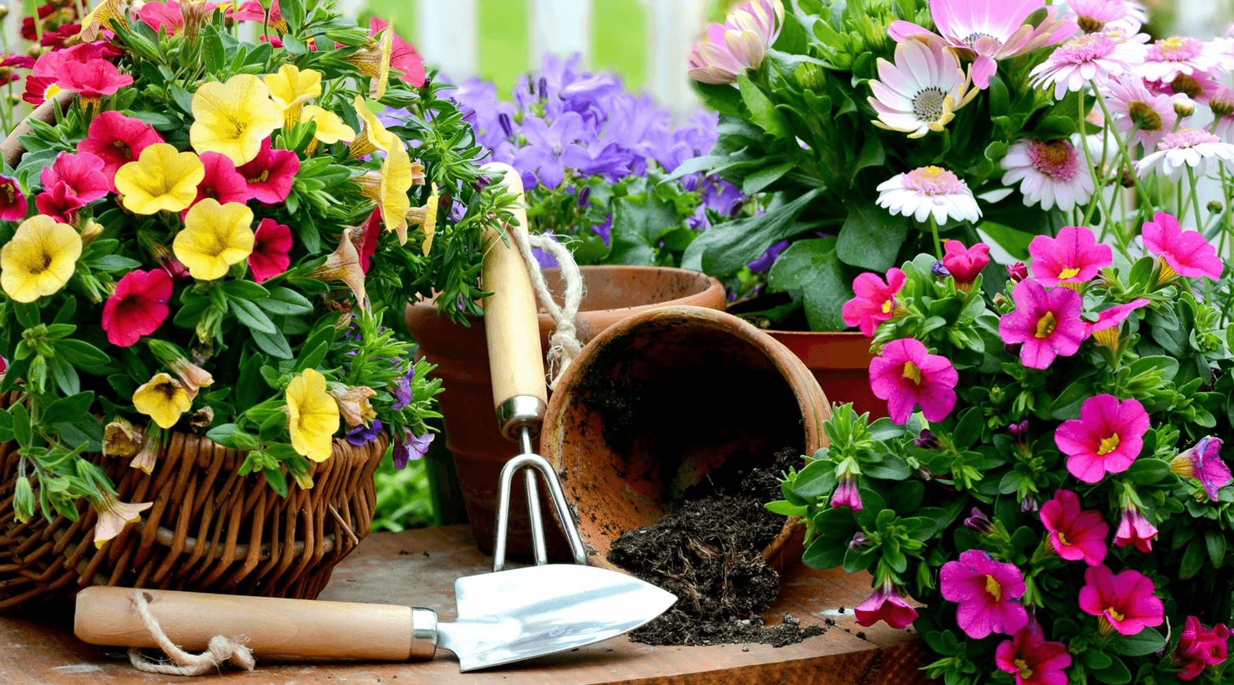 Simple Suggestions for your Garden in May