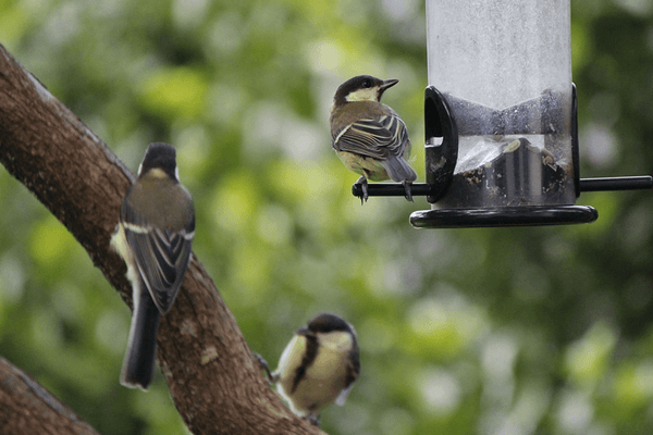 Tips for feeding the birds in your garden