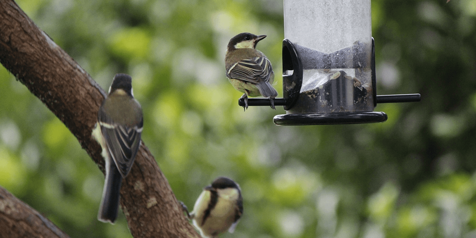 Tips for feeding the birds in your garden