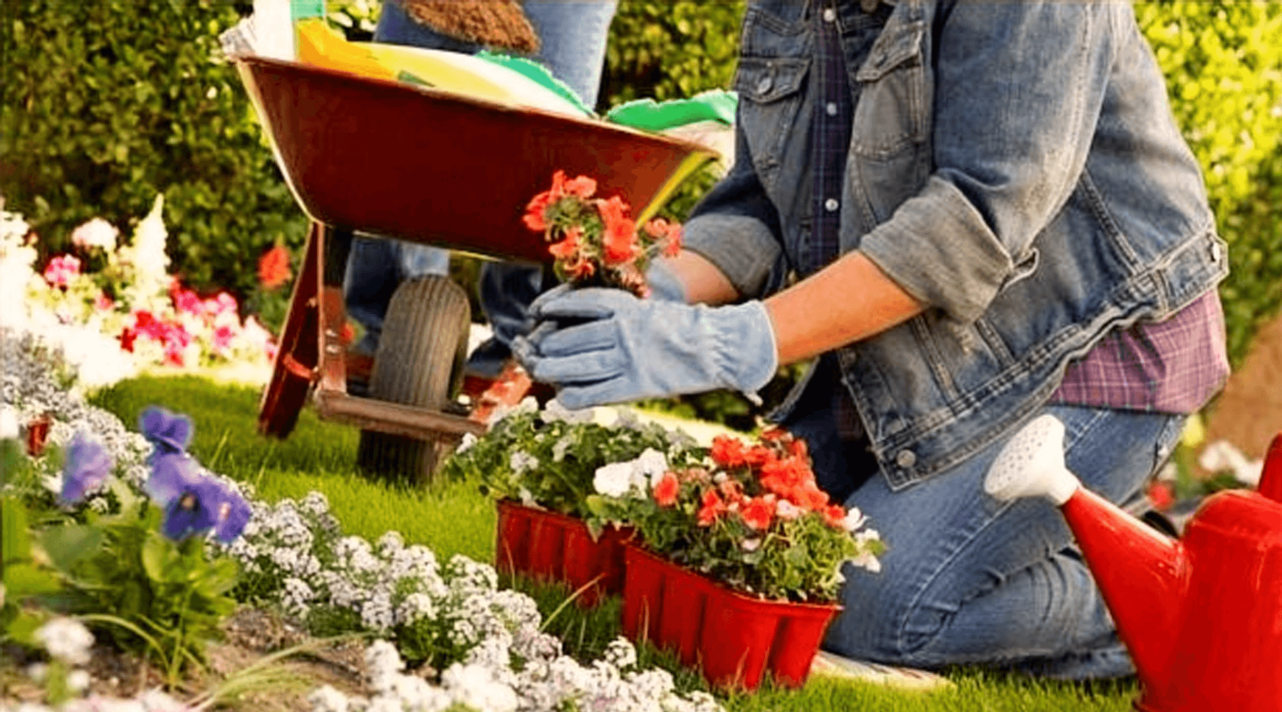 Tips to Manage your Garden this Summer