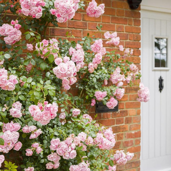 Climbers – Vertical Beauty for Fences, Walls & Arches