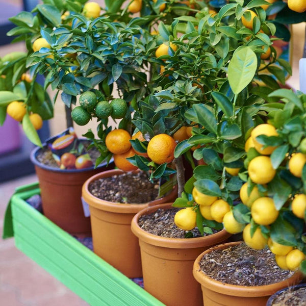 Fruit Trees