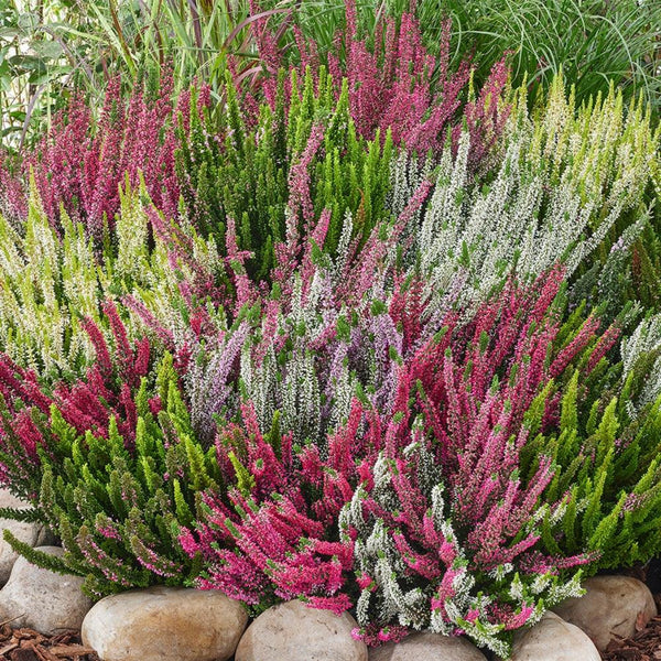 Heathers – Colourful Ground Cover All Year Round