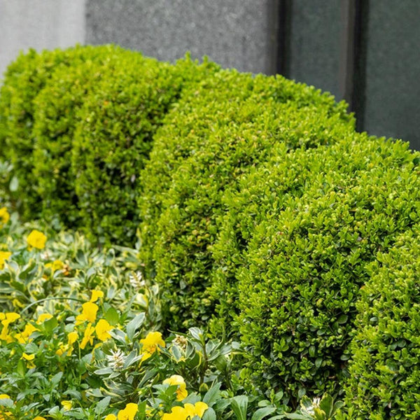 Hedging