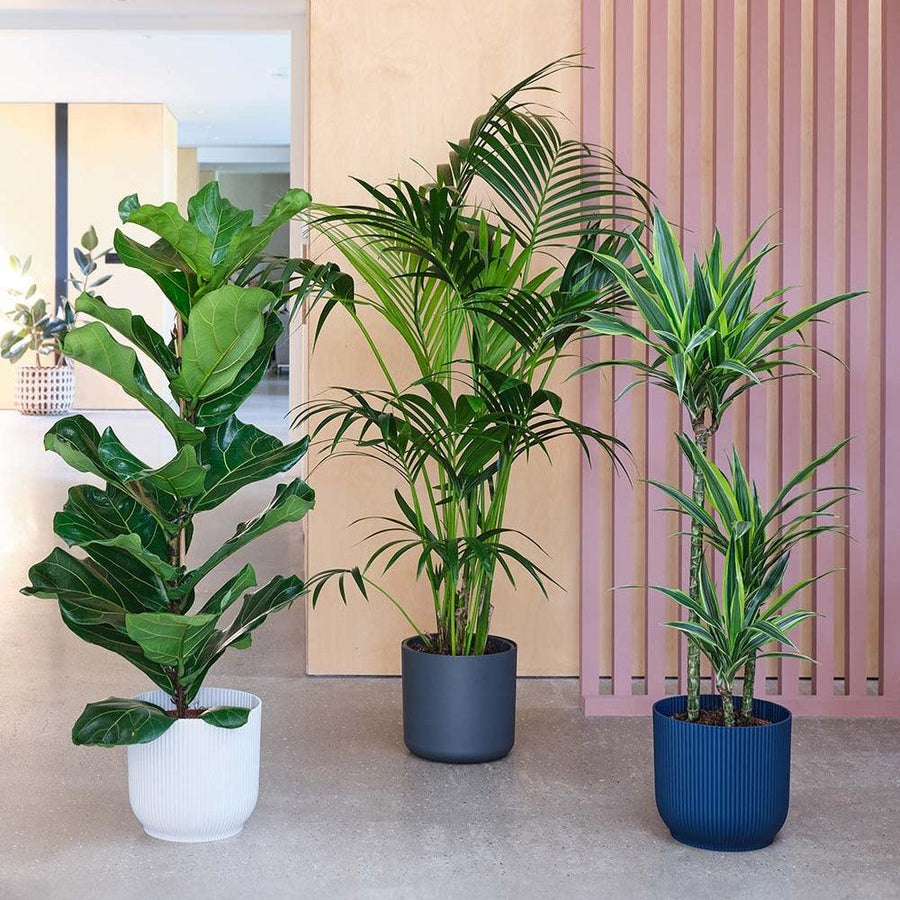Indoor Plants – Bring Life & Style Into Your Home