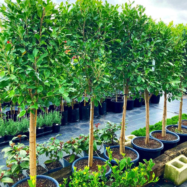 Ornamental Trees