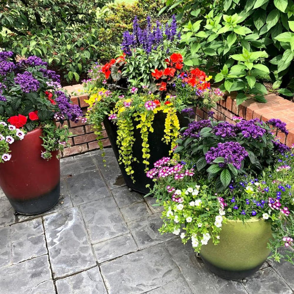 Patio & Basket Plants