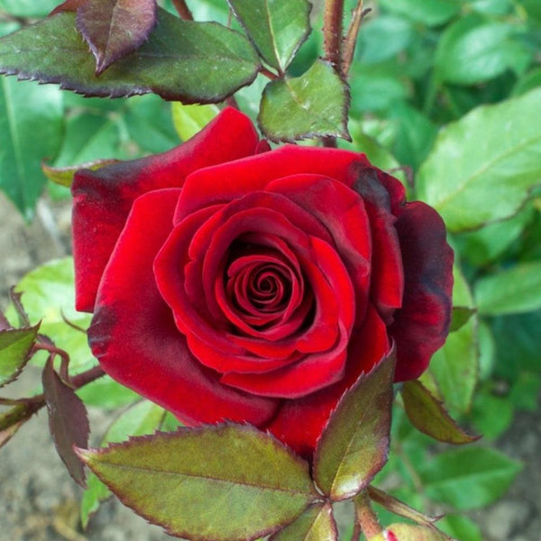 Roses