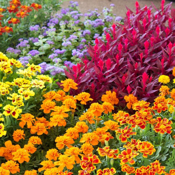 Seasonal Bedding