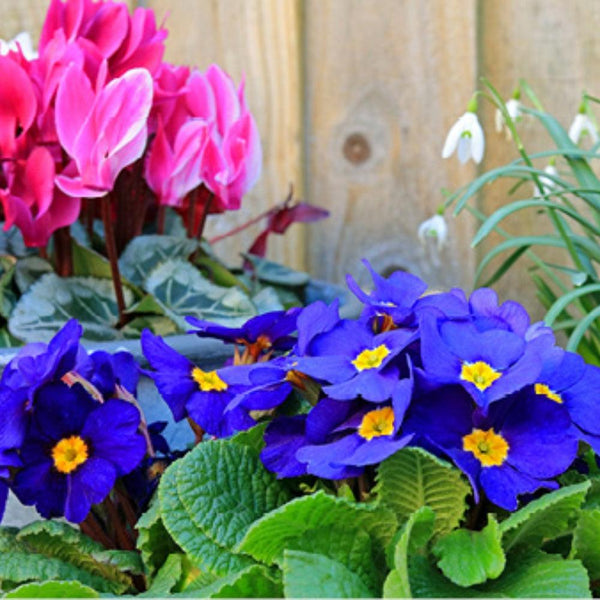 Seasonal Colour