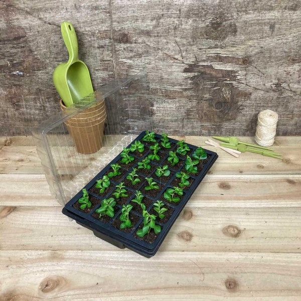 Seed Trays & Propagators