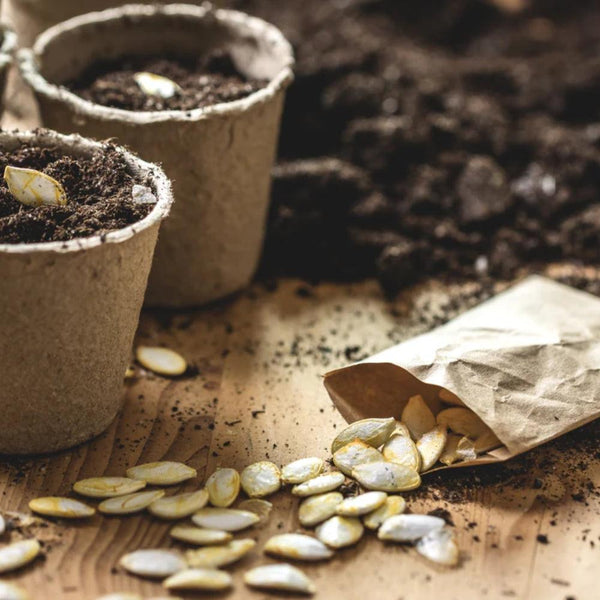 Seeds & Bulbs