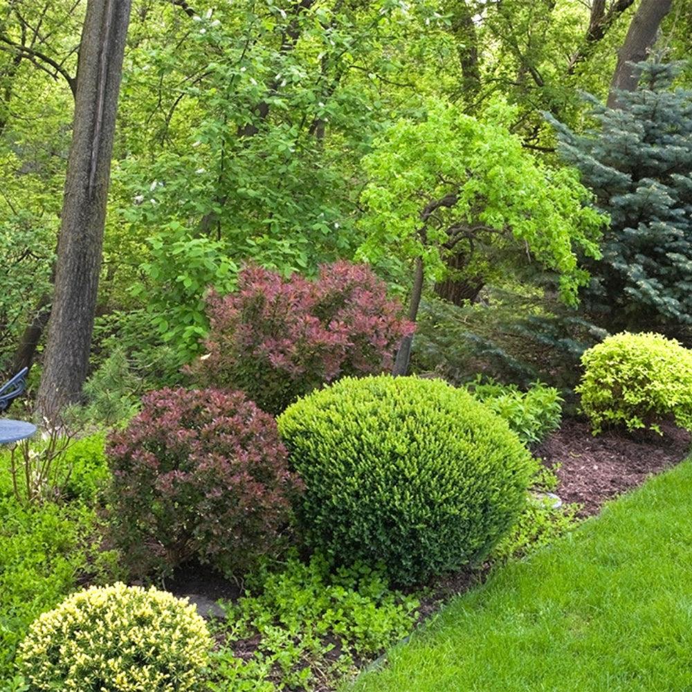 Shrubs – Structure, Colour & Year-Round Interest – Choice Stores