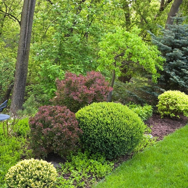 Shrubs