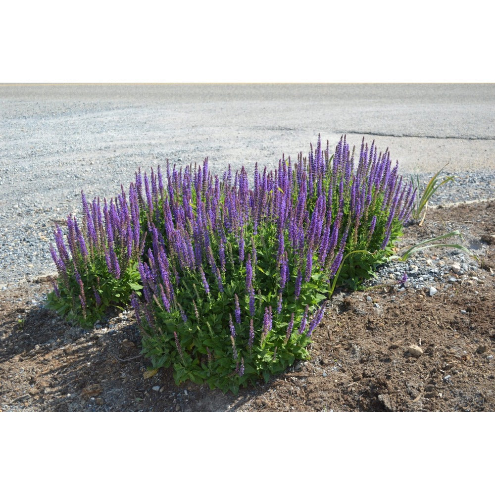 Bloss Salvia East Friesland Plant | 2L Pot for Garden Colour