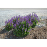 Bloss Salvia East Friesland Plant | 2L Pot for Garden Colour