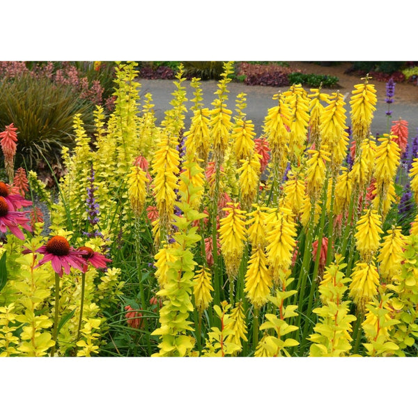 Bloss Kniphofia Red Hot Popsicle Seasonal Bedding Plant | 2L Pot