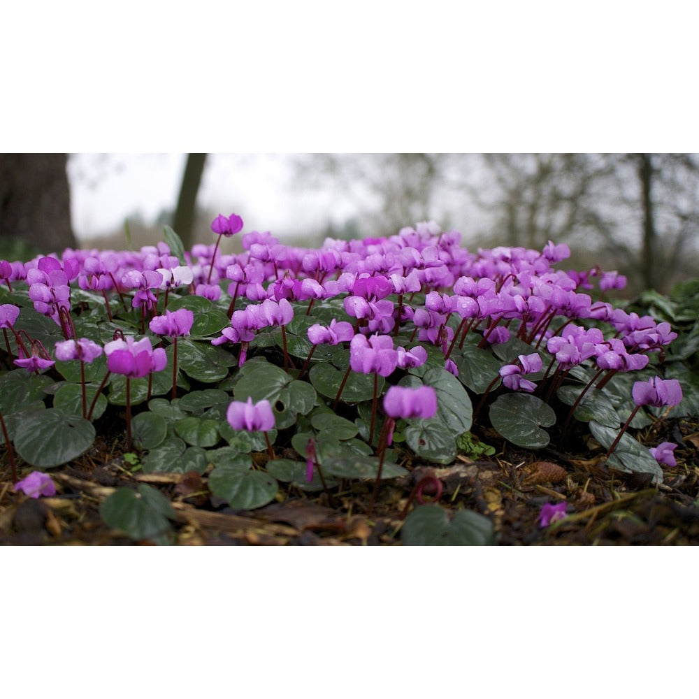 Cyclamen 10.5cm Plant | Seasonal Bedding for Garden Colour
