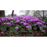 Cyclamen 10.5cm Plant | Seasonal Bedding for Garden Colour
