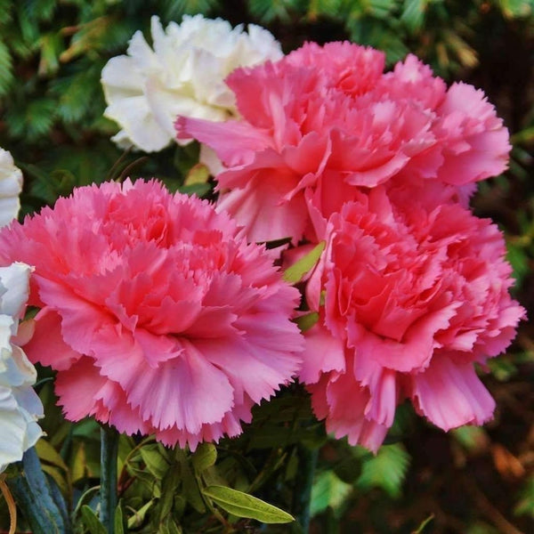Blaithin 10.5cm Carnation Selection | Assorted Designs