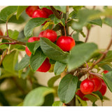 Malus Red Sentinel Tree 10L | Crab Apple Seasonal Bedding