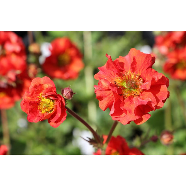 Bloss Geum Scarlet Tempest Plant | 2 Litre Pot