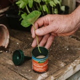 Westland Organic Rooting Powder - 100g