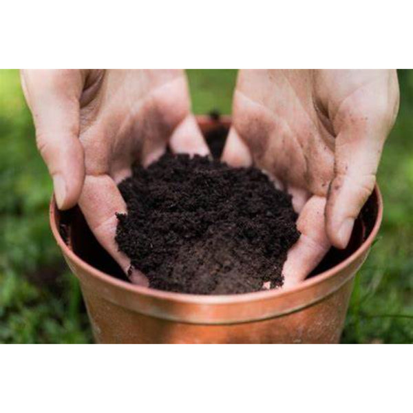 Westland Bulb Planting & Potting Peat Free Mix | 10 Litres, Zinc Enriched