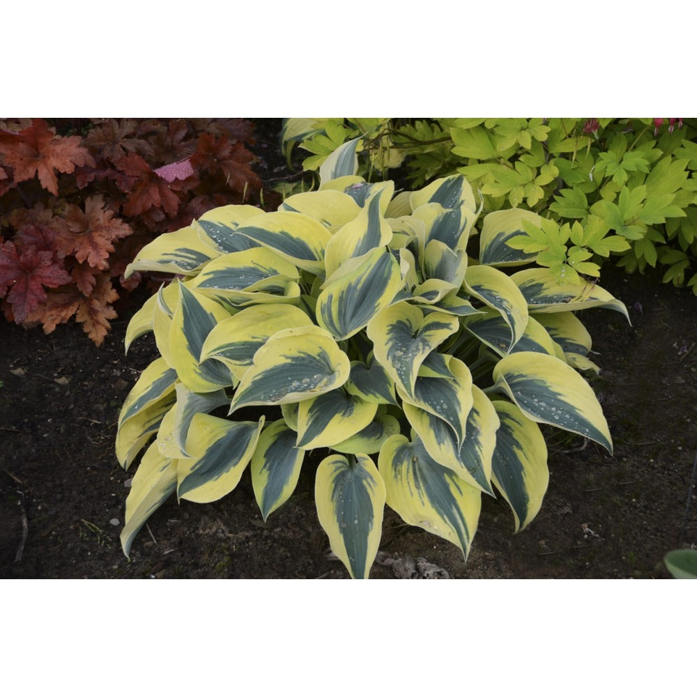 Bloss Hosta Guacamole Plant | Variegated Leaves, Summer Flowers