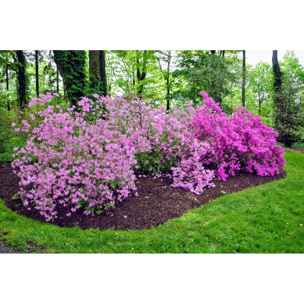 Azalea Encore 3L Seasonal Bedding | Spring & Summer Blooms