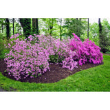 Azalea Encore 3L Seasonal Bedding | Spring & Summer Blooms