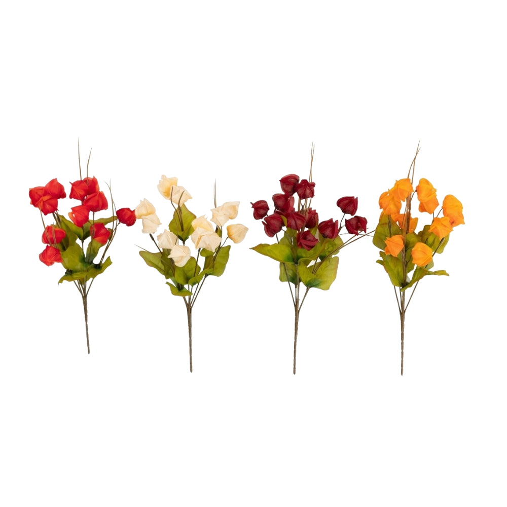 Chinese Lantern Bush 3pc | 3 Assorted Options