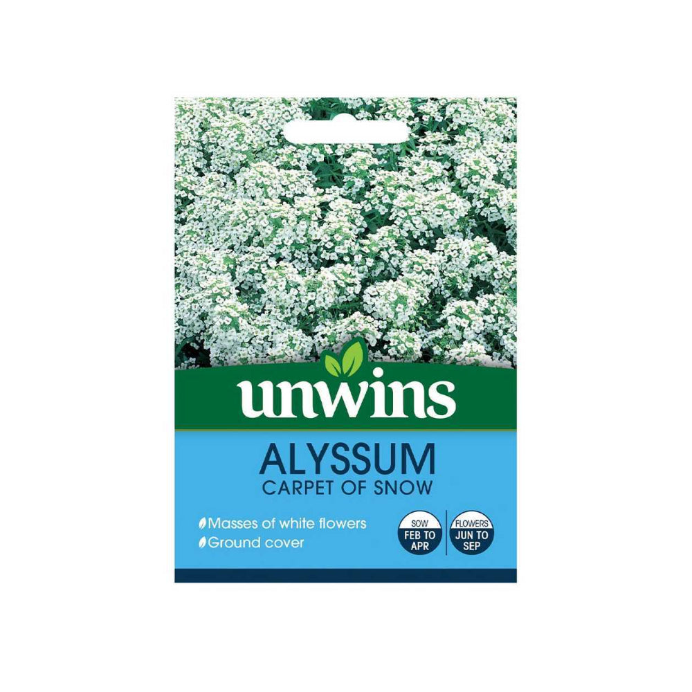 Alyssum Carpet of Snow Garden Flower Seeds