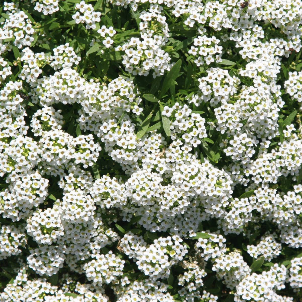 Alyssum Carpet of Snow Garden Flower Seeds