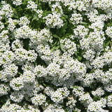 Alyssum Carpet of Snow Garden Flower Seeds