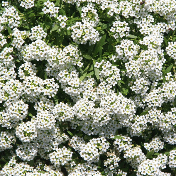 Alyssum Carpet of Snow Garden Flower Seeds
