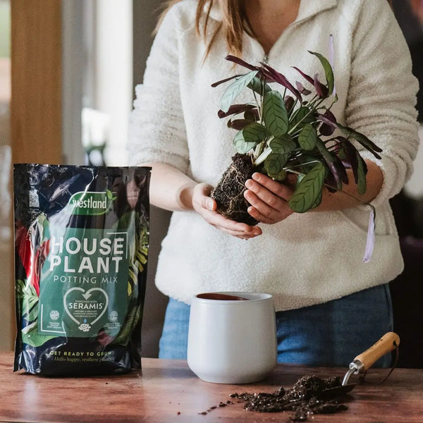 Westland Houseplant Potting Mix - Peat-Free - 4L