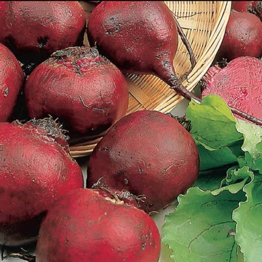 Round Boltardy Beetroot