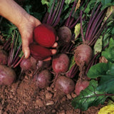 Round Boltardy Beetroot