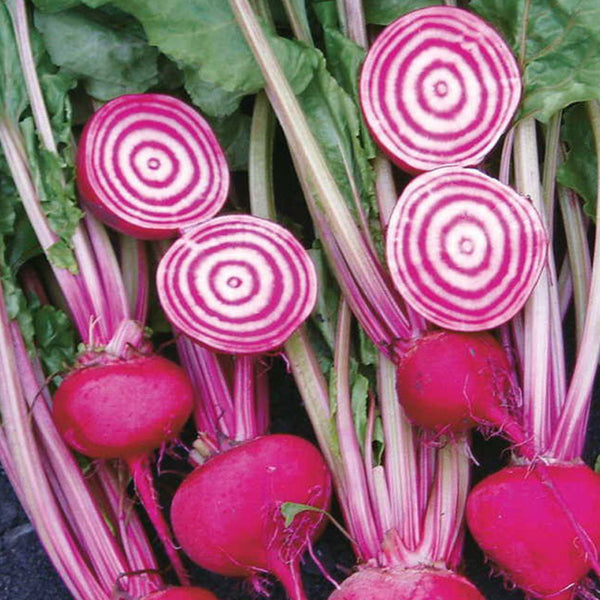 Round Chioggia Beetroot Vegetable Seeds