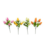 Dragon Fruit Bush | Assorted Colours