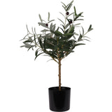 Potted Artificial Olive Tree 66cm | Realistic Faux Plant for Home